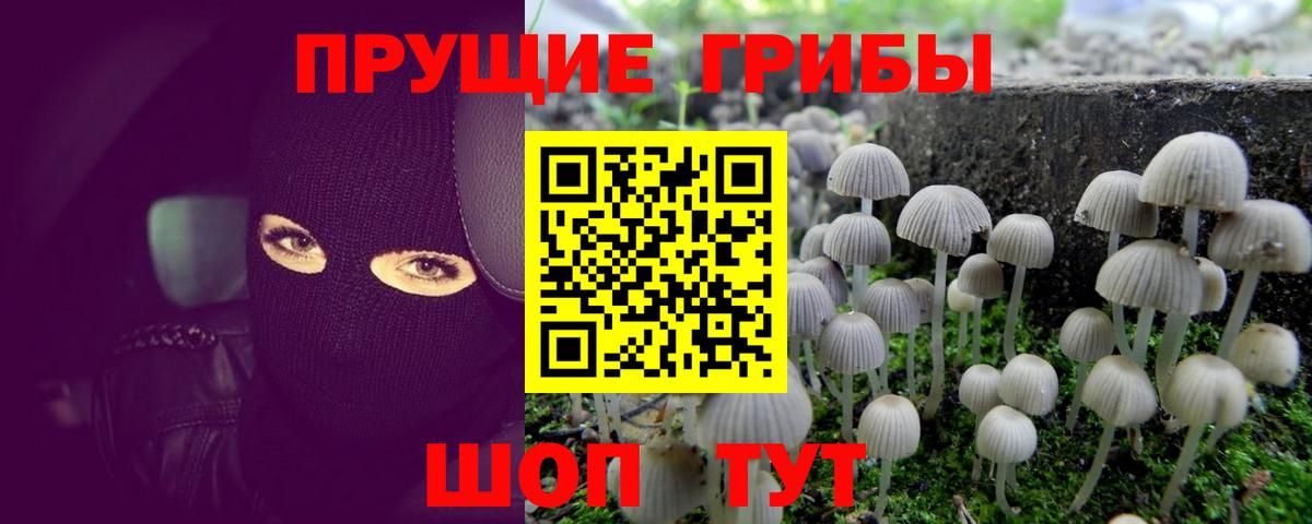 Галлюциногенные грибы GOLDEN TEACHER  Вход с VPN  Назрань 